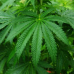 Analyses des cannabinoïdes