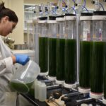 Algae at the BTL?