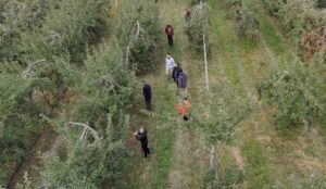 La cueillette annuelle de pommes