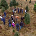 The annual X-mas tree harvest – how many engineers and scientists does it take to cut a tree?