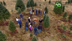 The annual X-mas tree harvest – how many engineers and scientists does it take to cut a tree?